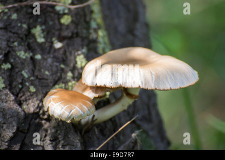 giftige Pilze aus einem Baum im Wald Stockfoto