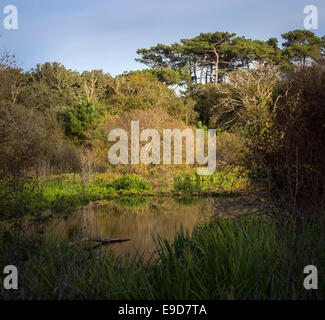 Ein sumpfiges Gebiet in den Wald der Landes (Seignosse - Aquitaine - Frankreich). Zone Marécageuse Dans la Forêt Landaise (Frankreich). Stockfoto