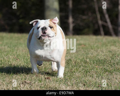 englische Bulldogge laufen - zwei Jahre alt weiblich Stockfoto