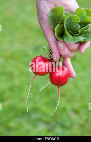 Frisch gepflückt und gewaschenen Radieschen. Stockfoto