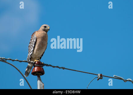 Rot-geschultert Habicht thront auf einer Hochspannungsleitung - Buteo lineatus Stockfoto