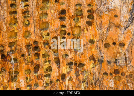 Bristlecone Kiefer Stamm mit Spechthöhlen, Ancient Bristlecone Pine Forest, Inyo National Forest, Kalifornien Stockfoto