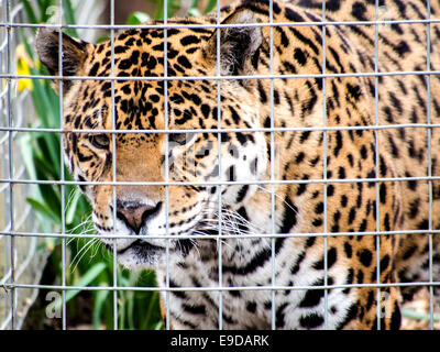 Eine Nahaufnahme von einer Gefangenschaft Jaguar starrt hinter einem Drahtzaun Stockfoto