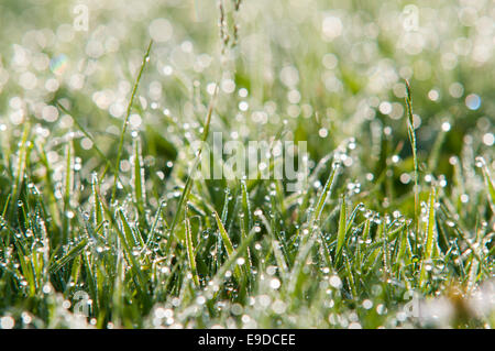 Reiche rosa Klee Blume Tau bedeckt Morgen Gras. Stockfoto