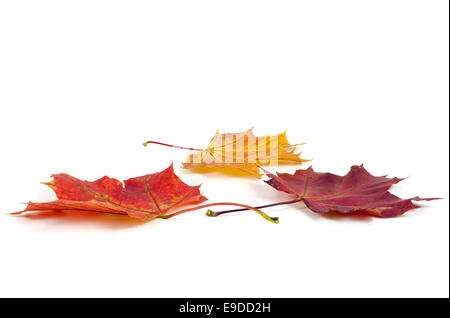 Bunte Herbstblätter Ahorn isoliert auf weißem Hintergrund Stockfoto