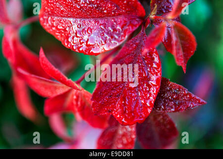 Nahaufnahme von roten Blätter, wildem Wein, Parthenocissus quinquefolia Stockfoto