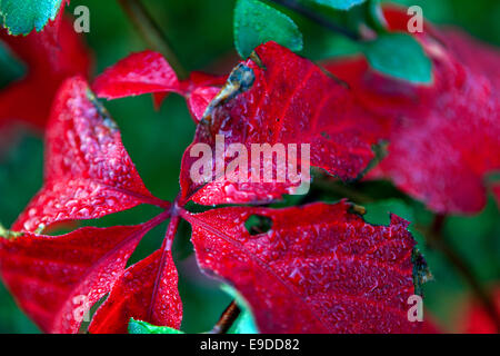 Nahaufnahme von roten Blätter, wildem Wein, Parthenocissus quinquefolia Stockfoto