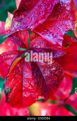 Nahaufnahme von roten Blätter, wildem Wein, Parthenocissus quinquefolia Stockfoto