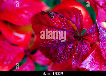 Nahaufnahme von roten Blätter, wildem Wein, Parthenocissus quinquefolia Stockfoto