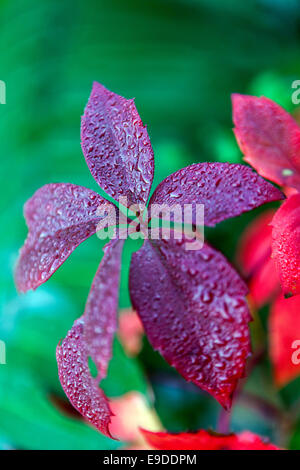 Virginia-Kriecher, Parthenocissus quinquefolia „engelmannii“ Stockfoto