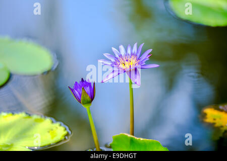 schöne lila Seerose oder Lotus-Blume im blauen Wasser, Nahaufnahme Stockfoto