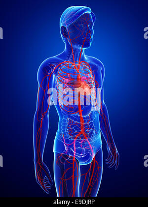 Darstellung der männlichen Arterien Kunstwerk Stockfoto