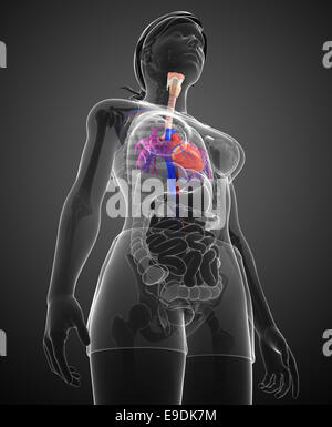 Darstellung der weiblichen Herzanatomie Stockfoto