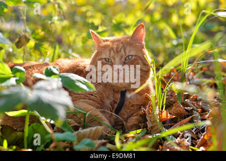 Rote Katze liegt auf der gelben Herbstlaub im Wald Stockfoto