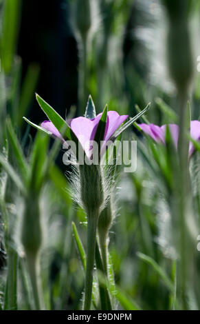 Cluster von Corncockle mit zwei Blüten in Cheshunt, Herts Garten Stockfoto