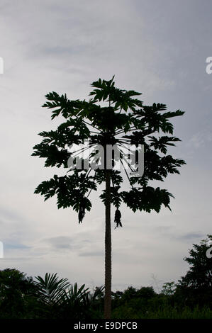 Silhouette eines Baumes Papaya gegen einen grauen Himmel genommen in der Nähe von Bobiri in Ghana Stockfoto