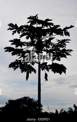 Silhouette eines Baumes Papaya gegen einen grauen Himmel genommen in der Nähe von Bobiri in Ghana Stockfoto