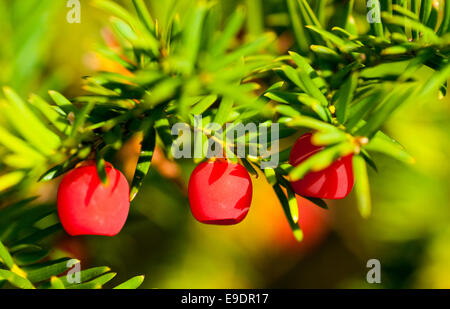 Red Yew Beeren vor dem grünen Hintergrund der Baum Blätter Stockfoto