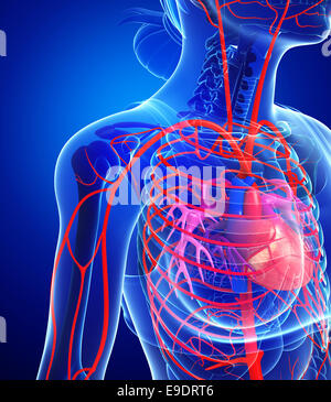 Abbildung des weiblichen Herzens Arterien Stockfoto