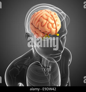 Darstellung der Anatomie des menschlichen Gehirns Stockfoto