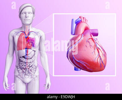 Abbildung der menschlichen Lunge Anatomie Stockfoto