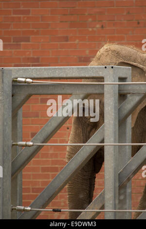 Elefanten Stockfoto