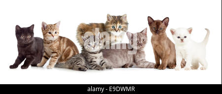 anderen Kätzchen oder Katzen Gruppe Stockfoto