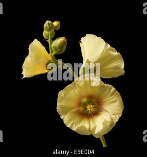 Eine schöne Stockrose, Alcea Rosea, in Pastelltönen gelb, gesetzt auf einem schwarzen Hintergrund. Stockfoto