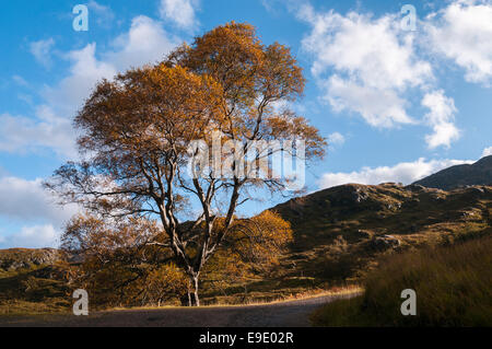 Eine einsame Silber Birke, Betula Pendel, bei Sonnenlicht und Herbstfärbung. Stockfoto