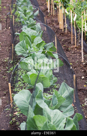 Verrechnete Kohl im Gemüsegarten. Stockfoto