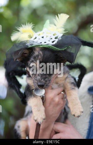 London, UK. 26. Oktober 2014. Jack Russell/Chihuahua Kreuz Rasse Welpen "Kabel", 13 Wochen. Hunde in Halloween-Kostümen und ihren Besitzern gekleidet, einige auch in Tracht, versammelten sich die Spanier Inn Pub vor dem Einschiffen auf die jährliche Halloween Dog Walk auf Hampstead Heath von Tierische Liebe "Alle Hunde Materie" organisiert. Bildnachweis: Nick Savage/Alamy Live-Nachrichten Stockfoto