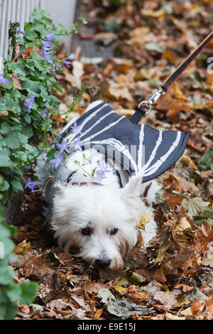 London, UK. 26. Oktober 2014. Hunde in Halloween-Kostümen und ihren Besitzern gekleidet, einige auch in Tracht, versammelten sich die Spanier Inn Pub vor dem Einschiffen auf die jährliche Halloween Dog Walk auf Hampstead Heath von Tierische Liebe "Alle Hunde Materie" organisiert. Bildnachweis: Nick Savage/Alamy Live-Nachrichten Stockfoto