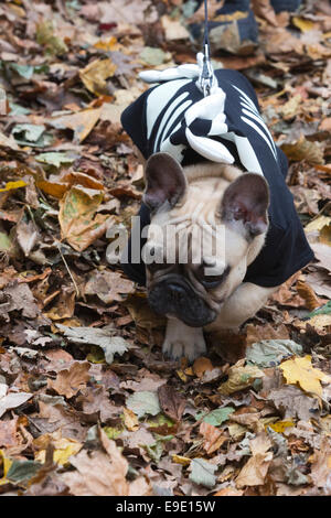 London, UK. 26. Oktober 2014. Hunde in Halloween-Kostümen und ihren Besitzern gekleidet, einige auch in Tracht, versammelten sich die Spanier Inn Pub vor dem Einschiffen auf die jährliche Halloween Dog Walk auf Hampstead Heath von Tierische Liebe "Alle Hunde Materie" organisiert. Bildnachweis: Nick Savage/Alamy Live-Nachrichten Stockfoto