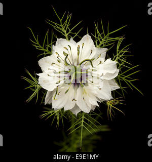 Eine einzelne Blume Nigella Damascena - bekannt als "Love-in-a-mist"-in Nahaufnahme "und" Set vor einem schwarzen Hintergrund von Gärtnern. Stockfoto