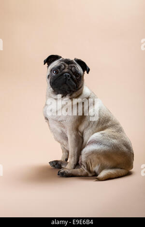 Süße Mops Hund niedliche Tier Fawn Brown Stockfoto