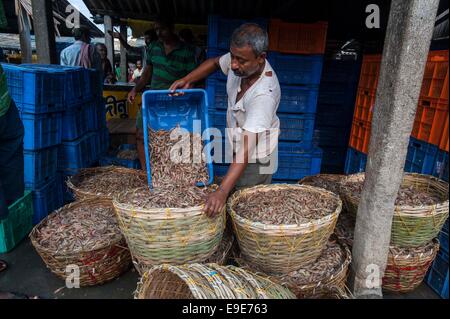 (141026)--Kalkutta, 26. Oktober 2014 (Xinhua)--eine indische Fischer ordnet Fisch für späteren Auktion in der Nähe von Digha Meeresstrand, etwa 180 km entfernt von Kalkutta, Hauptstadt des östlichen indischen Staat West-Bengalen, 26. Oktober 2014. Angeln ist ein wichtiger Wirtschaftszweig in indischen Küstenstaaten, beschäftigt mehr als 14 Millionen Menschen. (Xinhua/Tumpa Mondal) (Zjy) Stockfoto