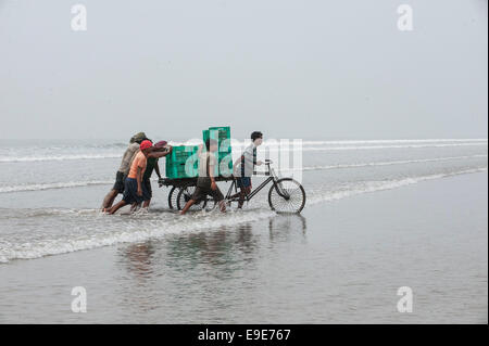 (141026)--Kalkutta, 26. Oktober 2014 (Xinhua)--indische Fischer Spaziergang durch Meerwasser nach Fisch für späteren Auktion auf einem Markt in der Nähe von Digha Meeresstrand, etwa 180 km entfernt von Kalkutta, Hauptstadt des östlichen indischen Bundesstaat Westbengalen, 26. Oktober 2014 zu sammeln. Angeln ist ein wichtiger Wirtschaftszweig in indischen Küstenstaaten, beschäftigt mehr als 14 Millionen Menschen. (Xinhua/Tumpa Mondal) (Zjy) Stockfoto