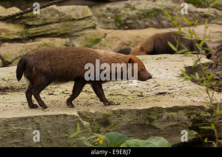 Captive Bush Hund Stockfoto