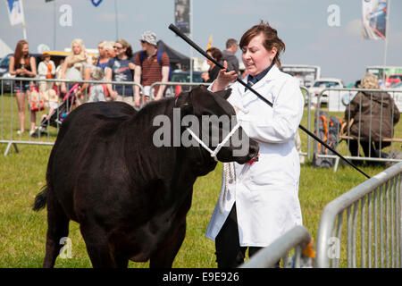 Beurteilung von Rindern am Honley Agricultural Show, West Yorkshire, England, UK Stockfoto