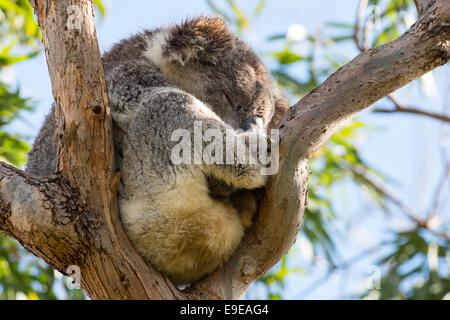 Stock Foto von einem Koala ruht in einem Eukalyptusbaum, Australien. Stockfoto