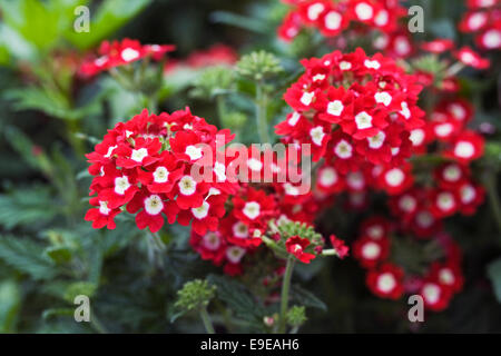 Verbena "Saint George". Stockfoto