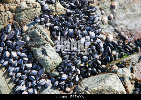 Miesmuscheln, klammerte sich an Felsen an einem Strand - Porto, Portugal Stockfoto