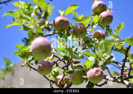 Frisches Bio-Obst in der Farm Stockfoto
