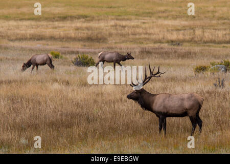 Elch im Moraine Park in Rocky Mountain Nationalpark Colorado Stockfoto