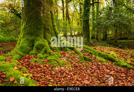 Herbst geht bei Golitha Stockfoto