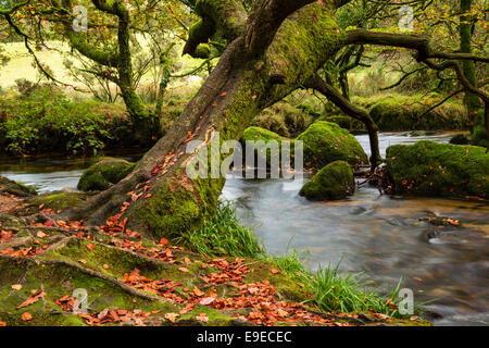 Herbst am Golitha fällt Stockfoto