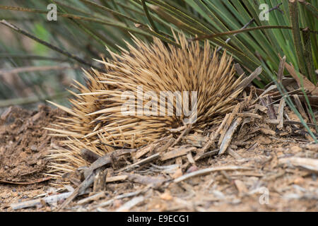 Stock Foto von einem Echidna wühlen. Stockfoto