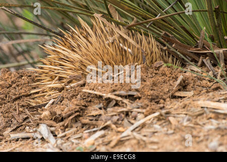 Stock Foto von einem Echidna wühlen. Stockfoto