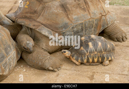 Riesenschildkröten in der Sir Seewoosagur Ramgoolam Botanical Gardens, Pamplemousses, Mauritius Stockfoto