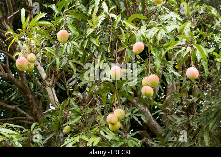 Gemeinsamen Mangobaum - Mangifera Indica - mit Reife Mango Früchte, Mauritius Stockfoto